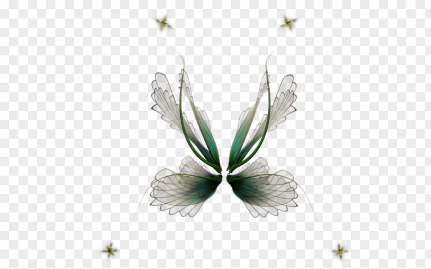 Wings Butterfly Fairy Insect Pollinator Petal PNG