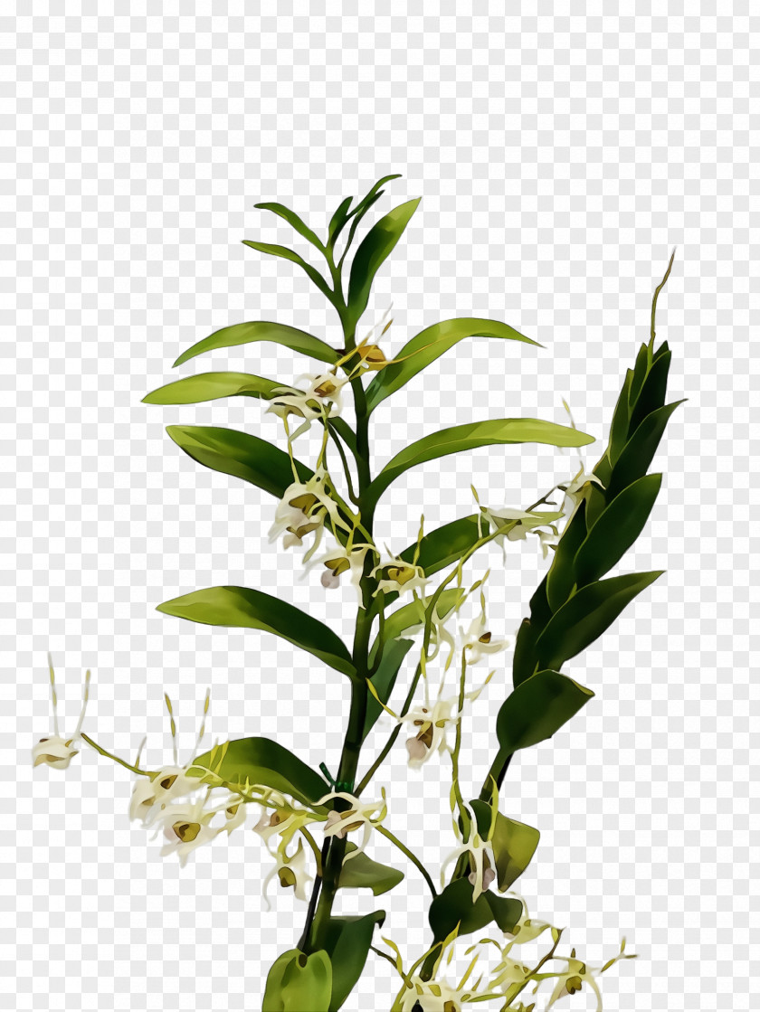 Dendrobium Tarragon Flower Flowering Plant Leaf Stem PNG
