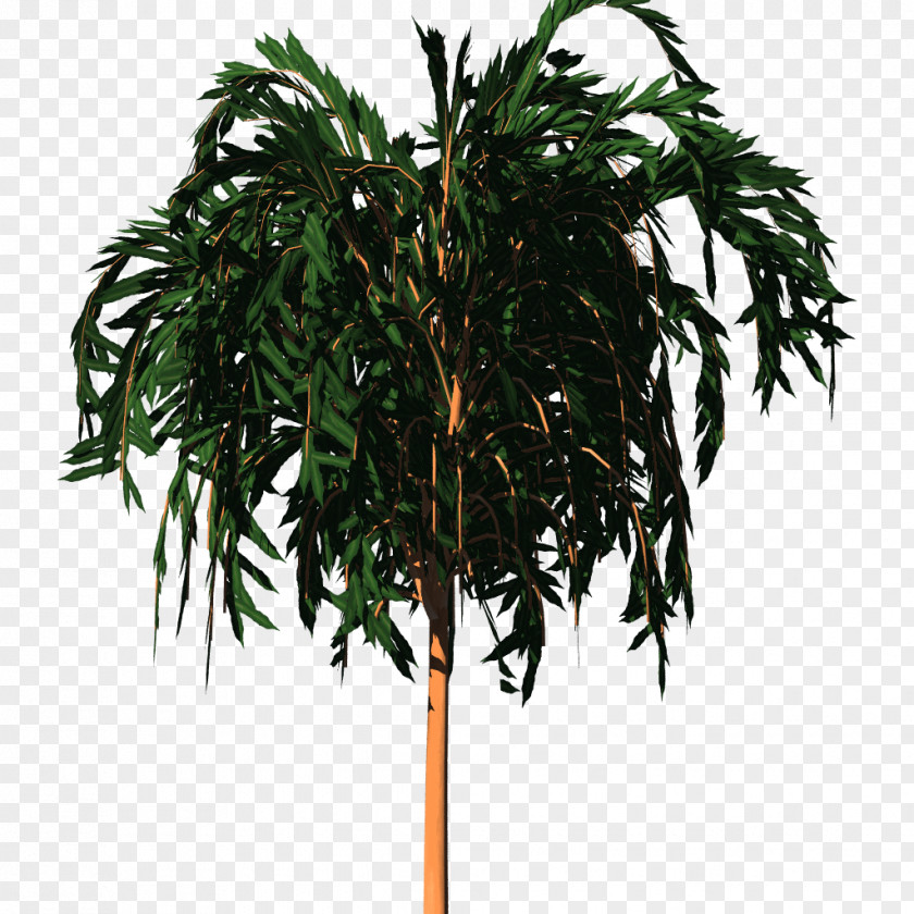 Durian 0 2 1 Asian Palmyra Palm PlayStation Portable Evergreen Flowerpot Shrub PNG