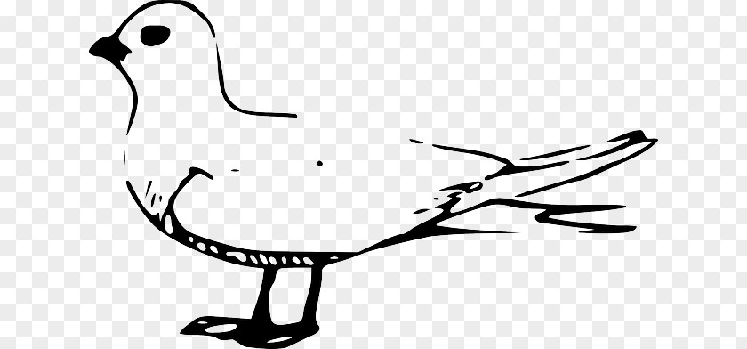 Fairy Tern Clip Art PNG