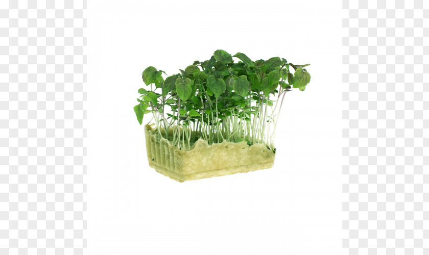 Vegetable Microgreen Herb Beefsteak Plant Lettuce Leaf PNG
