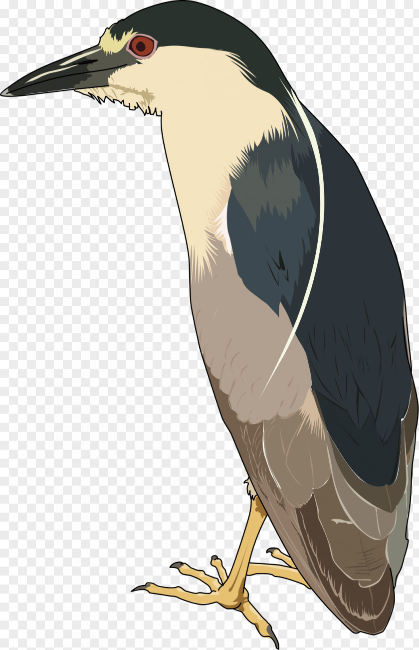 Bird Green Heron Black-crowned Night Clip Art PNG
