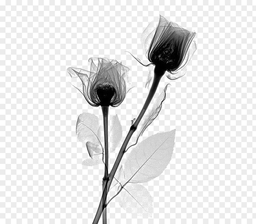 Black Flowers X-ray Rose Flower Rosaceae Radiography PNG
