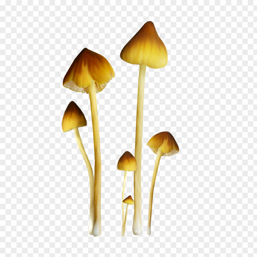 Mushroom Fungus Edible Pleurotus Eryngii Clip Art PNG