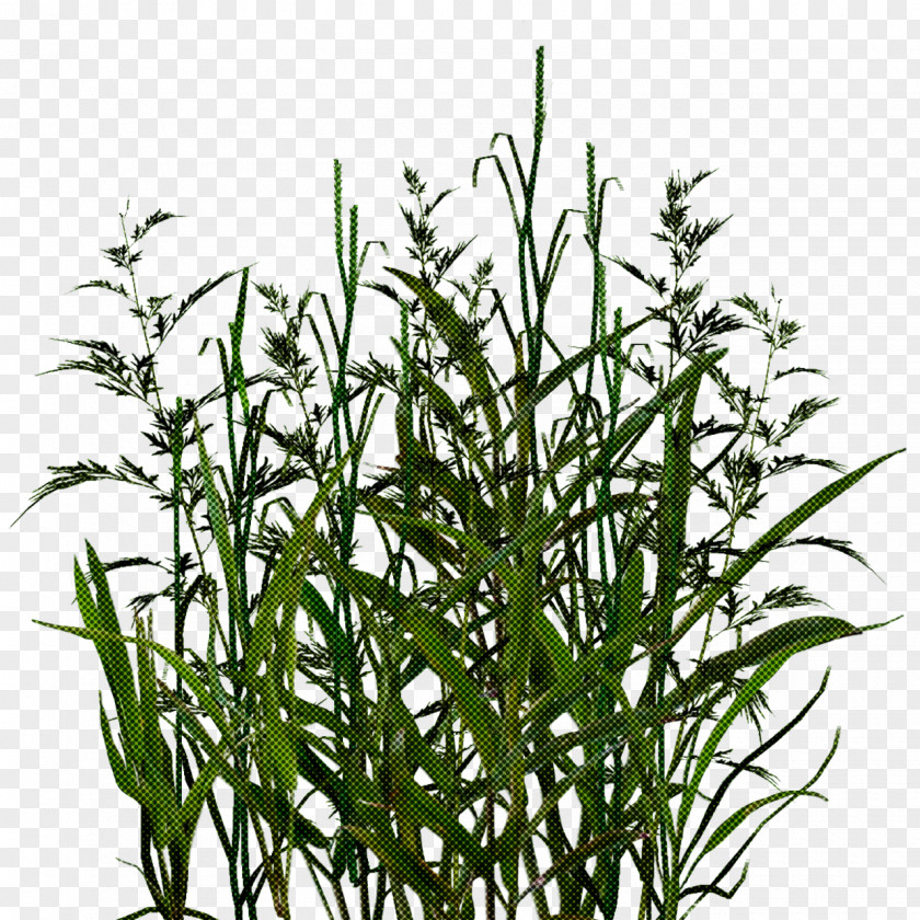 Plant Flower Grass Family Terrestrial PNG