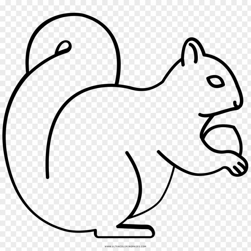 Squirrel Whiskers Rodent Drawing Coloring Book PNG