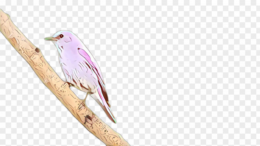 Wing Feather PNG