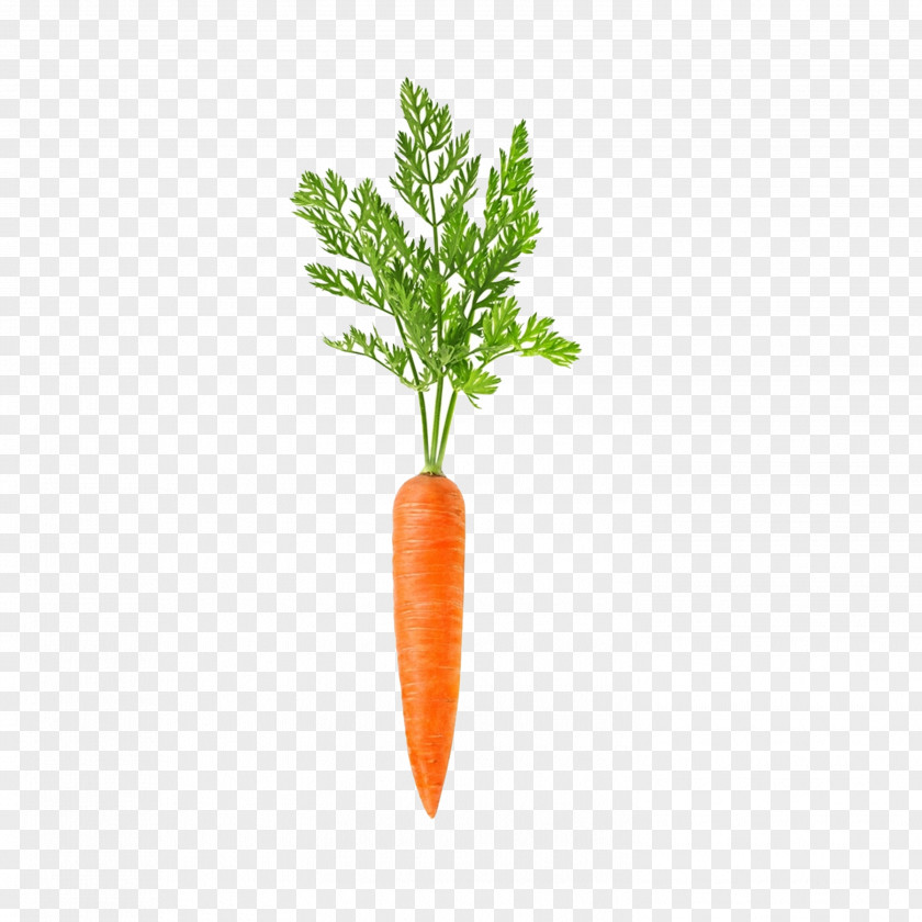 Carrot Vegetable Daikon Root Food PNG