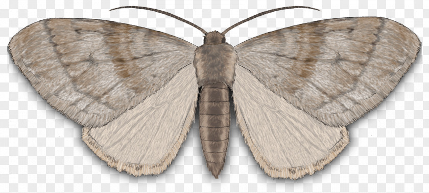 Moth Bean Natco Silkworm Brown House Clip Art Butterfly PNG