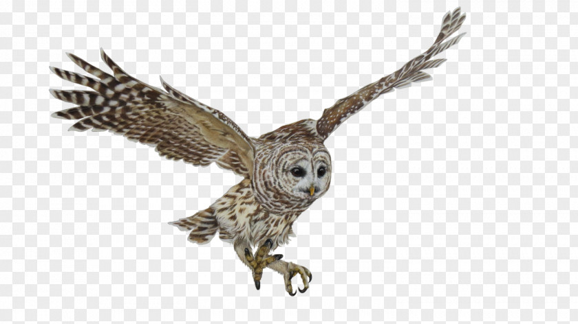 Owl Bird Of Prey Nature PNG