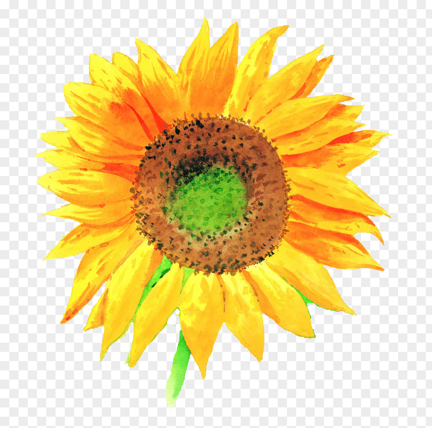 Sunflower Common Stock Illustration PNG