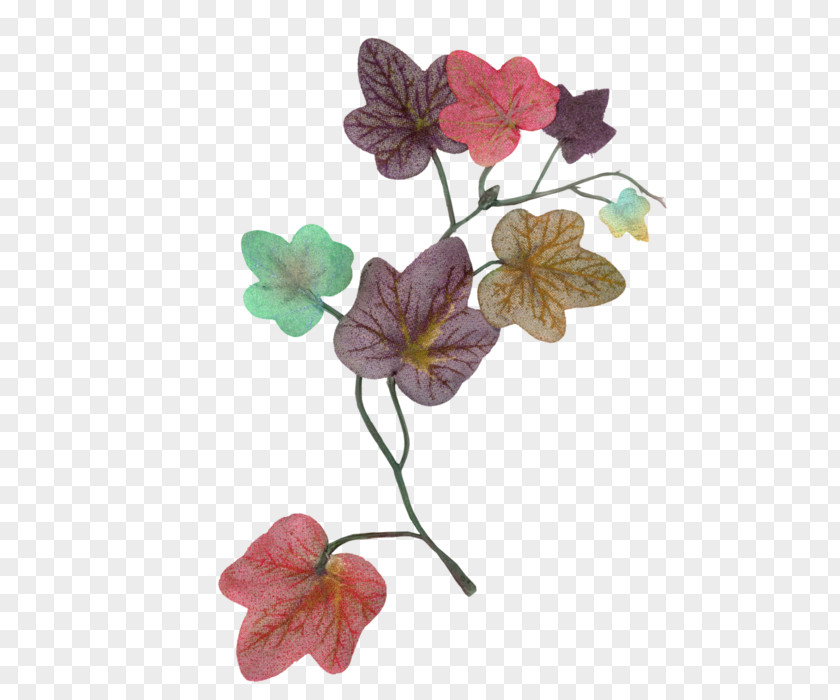Bindweeds Petal Ivy Floral Design PNG