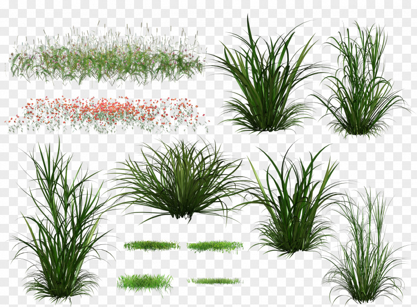 Creative Green Grass Background Download PNG