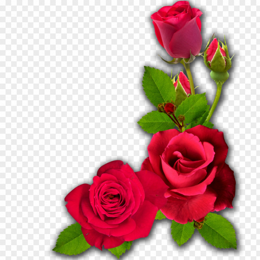 Dussehra Cut Flowers Garden Roses PNG