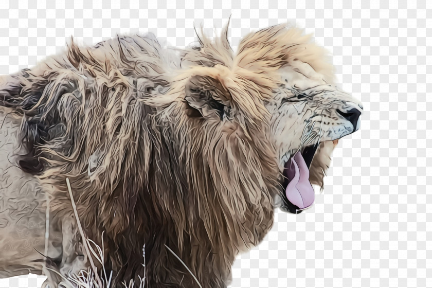Fur Roar Lion Wildlife Big Cats Masai PNG