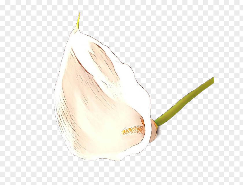 Garlic Arum Elephant Plant Vegetable PNG