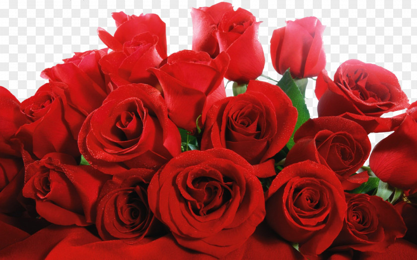 Red Rose High-definition Video Wallpaper PNG