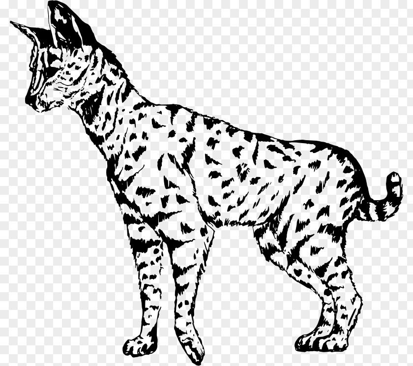 Whiskers Wildcat Savannah Cat Ocelot Domestic Short-haired PNG
