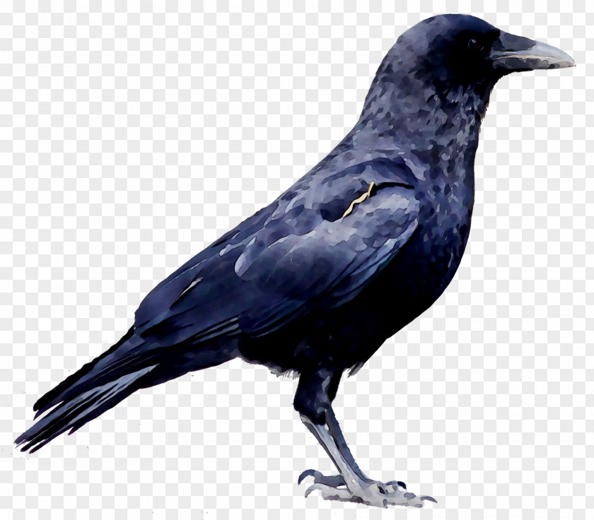 Clip Art Image Crow Transparency PNG
