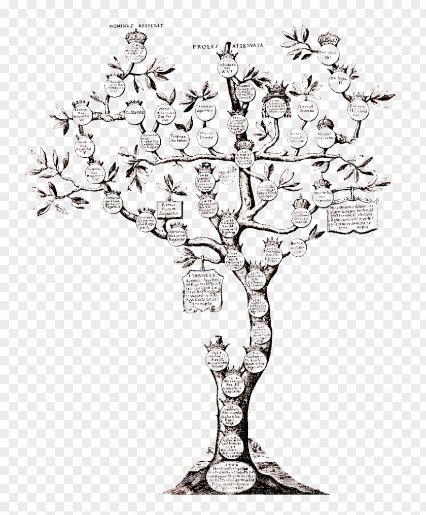 Family Genealogy Tree Ancestor Kinship PNG