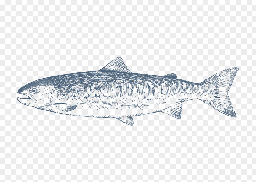 Fish Coho Salmon Sardine PNG