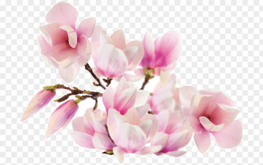 Flor De Cerejeira Magnolia ST.AU.150 MIN.V.UNC.NR AD Family Flower Petal PNG