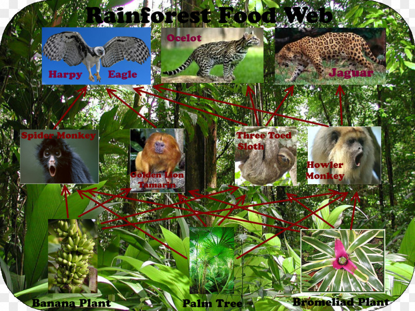Forest Amazon Rainforest Tropical Food Web Primary Producers PNG