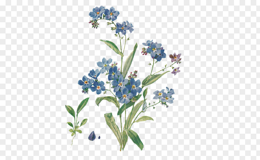 Forget Me Not File Scorpion Grasses Plant Color PNG