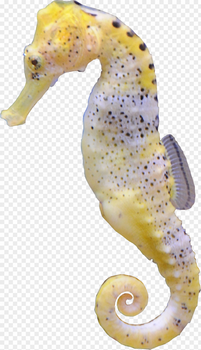 Hippocampus Sea Decoration Seahorse Aquatic Animal PNG