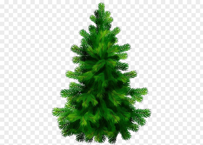 Plant Canadian Fir Balsam Shortleaf Black Spruce White Pine Yellow Tree PNG