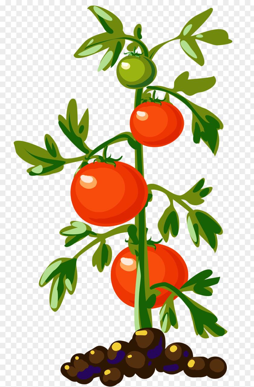 Pot Plant Vegetable Cherry Tomato Clip Art PNG