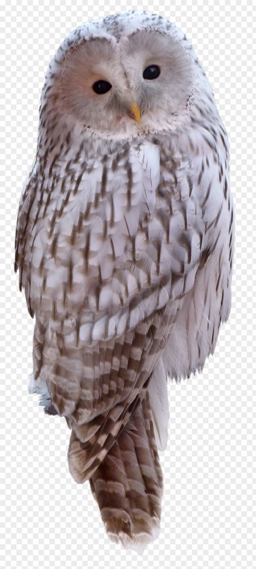 White Owl Great Grey Animal Little PNG