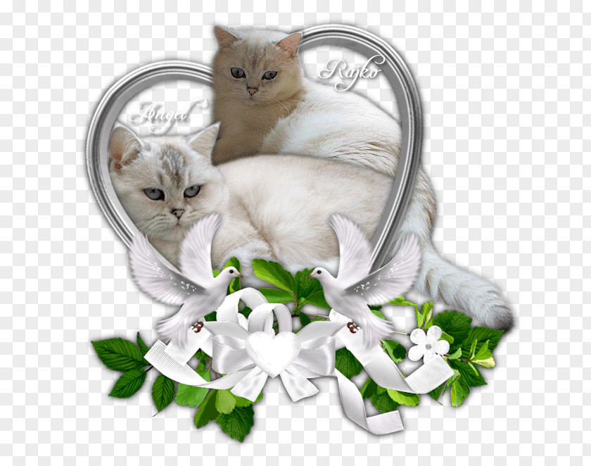 Kitten Turkish Van Whiskers Domestic Short-haired Cat British Shorthair PNG