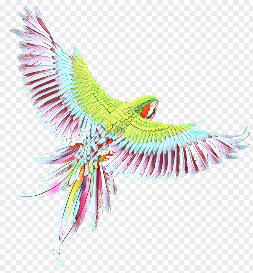 Macaw Parakeet Beak Feather Pet PNG