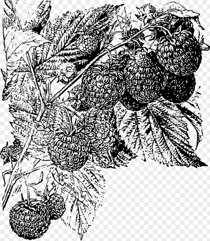 Raspberries Raspberry Food PNG