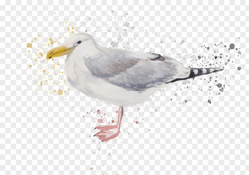 Ring Billed Gull Lari Bird European Herring Beak Western PNG