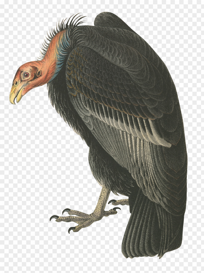 Tom And Jerry Bird Vulture Andean Condor PNG