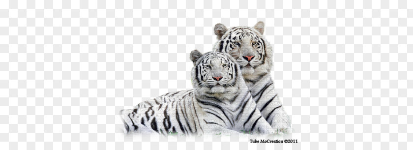 White Tiger Clip Art PNG