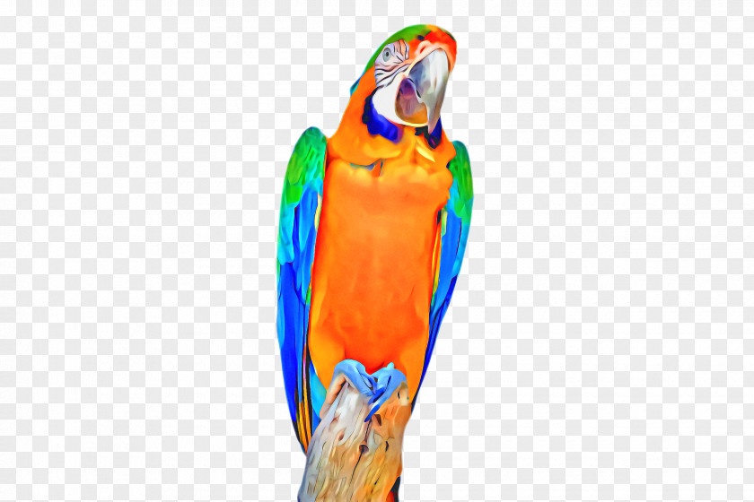 Budgie Bird Parrot PNG