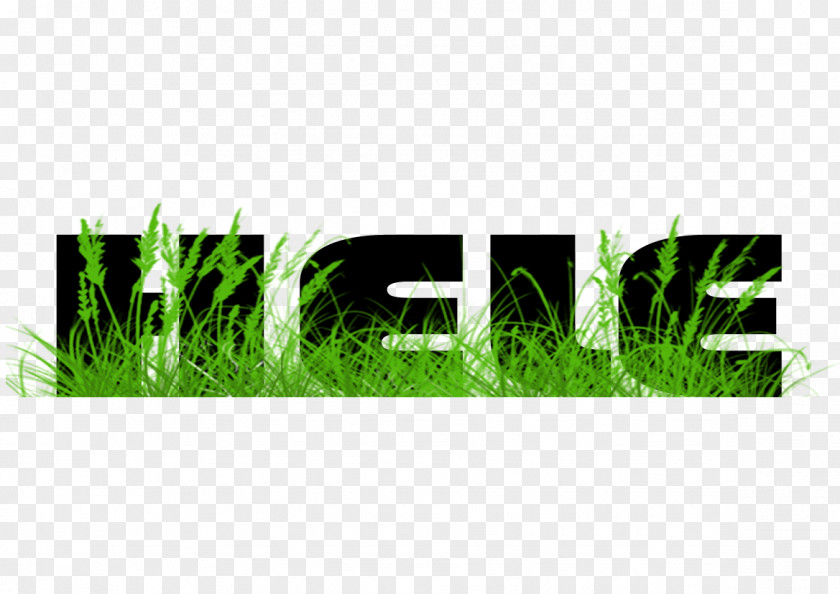 Hele Lawn Meadow Green Graphics Grasses PNG