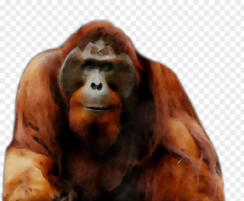 Orangutan Gorilla Monkey Fur Terrestrial Animal PNG