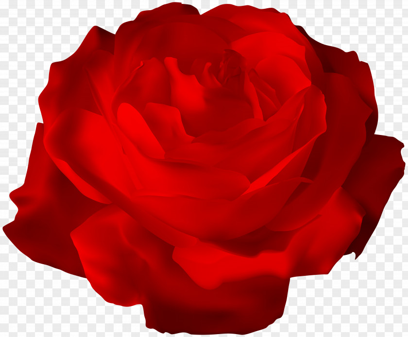 Red Rose Transparent Clip Art Image Garden Roses Centifolia Floribunda Petal PNG