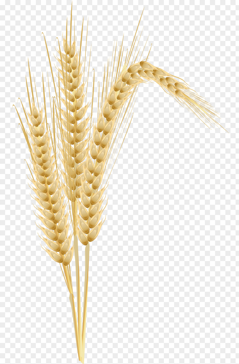 Barley Corn On The Cob Maize Wheat Ear PNG