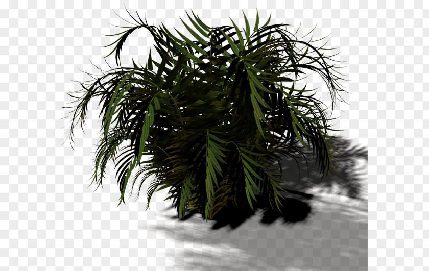 Twigs Arecaceae Tree Plant Shrub Asian Palmyra Palm PNG