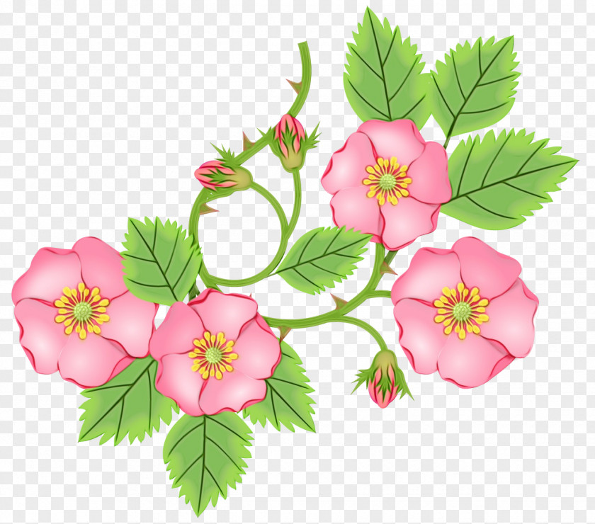 Cherry Blossom Rosa Dumalis PNG