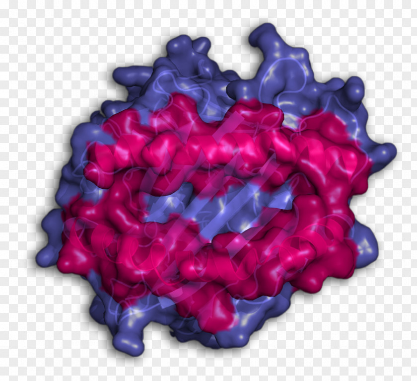 Human Leukocyte Antigen HLA-A*02 International Year Of Crystallography Infection PNG