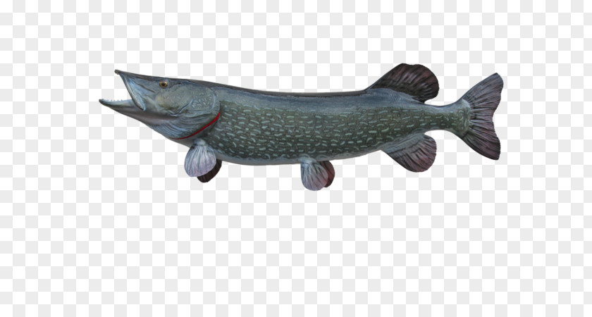 Northern Pike Catfish Marine Mammal PNG