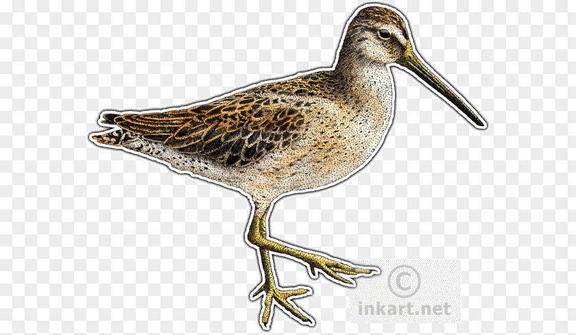 Short-billed Dowitcher Stints Snipe Bird Decal PNG