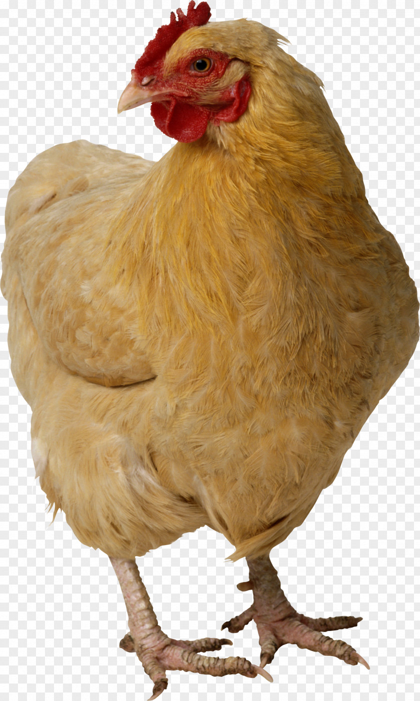 Chicken Image Fried PNG