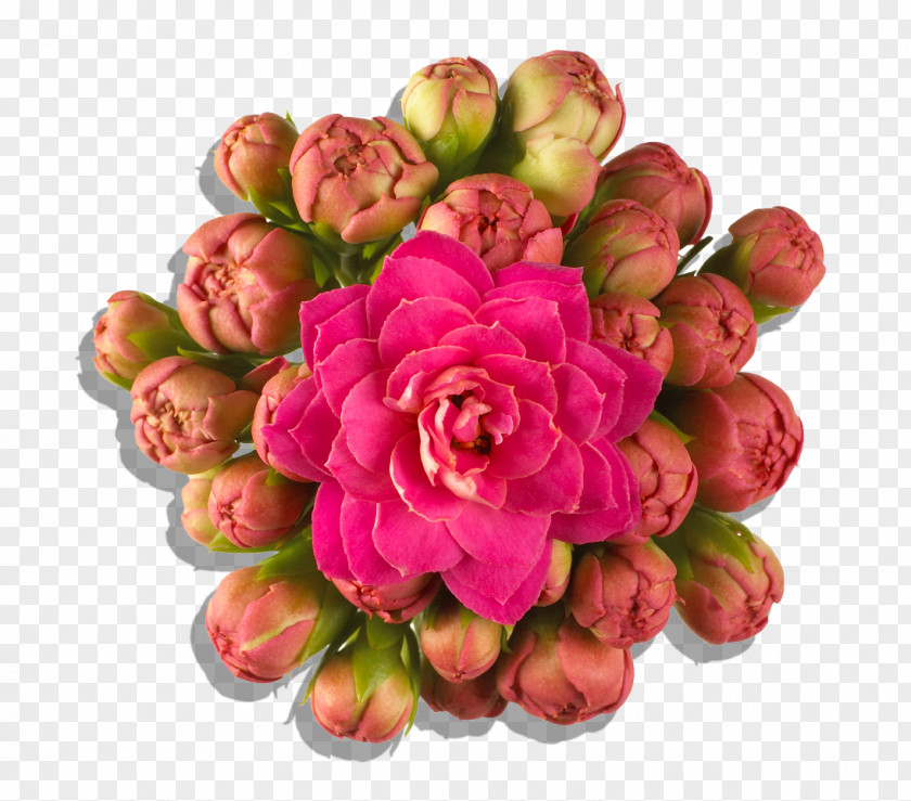 Flower Floral Design Florist Kalanchoe Cut Flowers Petal PNG